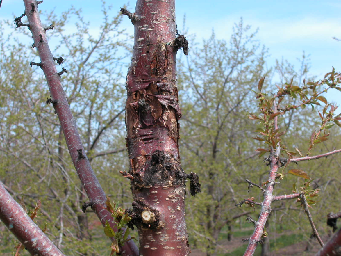 Canker symptoms on a mature cherry tree.